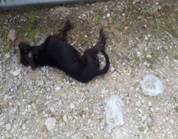 Νεκρό σκυλάκι από φόλα στην Ψίνθο