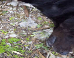 Νεκρό σκυλάκι από φόλα στην Ψίνθο