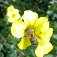 ΠΝΑΙ: Δηλώσεις κυψελών διαχείµασης και προγράμματα Μελισσοκομίας 2017 - 2018